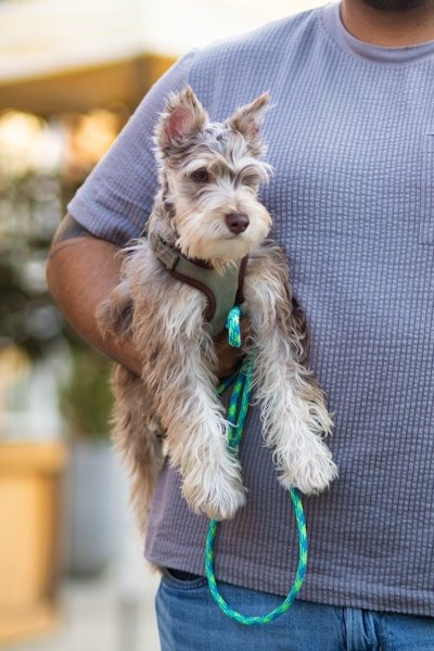 LED vs reflective dog leash comparison — visibility distance, battery vs passive, cost analysis