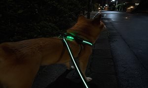 Night walk dog safety guide — visibility gear, training tips, and equipment recommendations