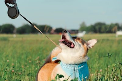 Night walk dog safety guide — visibility gear, training tips, and equipment recommendations