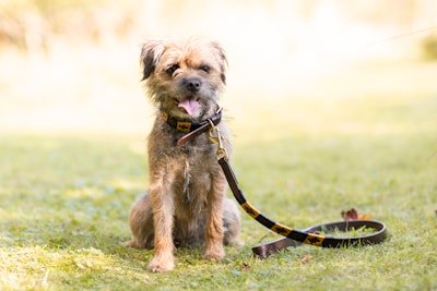 Reflective safety dog leashes — 3M Scotchlite, neon trim, reflective stitching, passive night safety