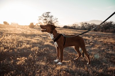 Retractable dog leashes — tape and cord retractable mechanisms, custom housing, OEM manufacturing