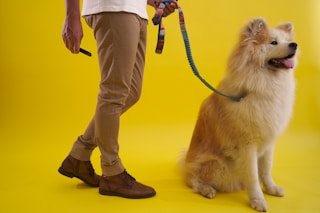 3M reflective dog leash 6ft — full reflective webbing, passive night safety, custom OEM