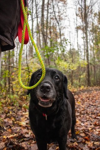 Slip lead training leash 6ft — 10mm climbing rope, leather stopper, professional trainer grade